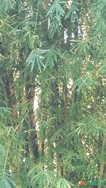 Bambu gigantes Imagem Bambu gigantes