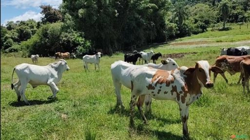 Gado em Angatuba Imagem Gado em Angatuba