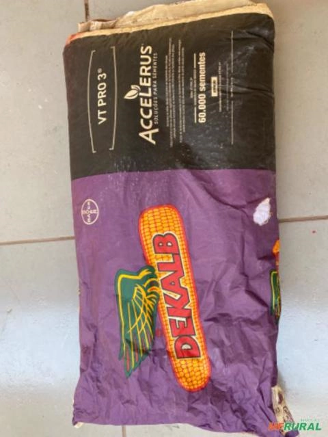 Sementes de milho VT PRO3 Imagem Sementes de milho VT PRO3