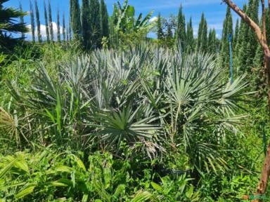 Lote de Bismarckia Nobilis, Palmeira Azul Imagem Lote de Bismarckia Nobilis, Palmeira Azul