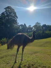 Emu à venda