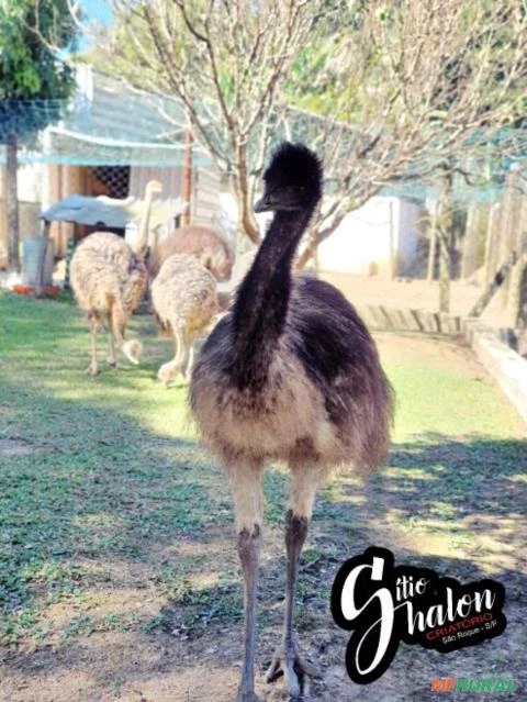 Emu Australiano adulto a venda