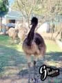 Emu Australiano adulto a venda