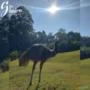 Emu Australiano adulto a venda