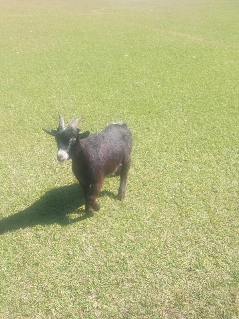 Mini Cabras