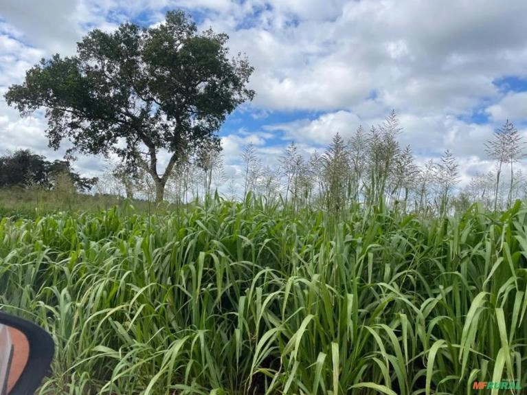 Procuro Parceria para Corte de Feno Imagem Procuro Parceria para Corte de Feno
