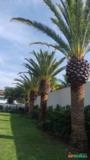 Palmeira Canariences Imagem Palmeira Canariences