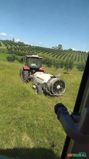 POMAR DE OLIVEIRAS PRODUZINDO