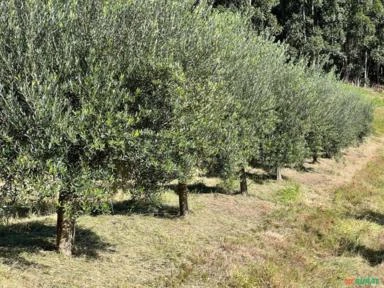 POMAR DE OLIVEIRAS PRODUZINDO