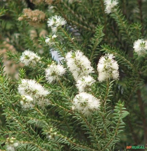 Óleo Essencial de Melaleuca Alternifolia (Tea Tree)