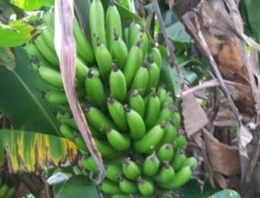 Banana nanica, produção consistente 200 a 250 cx de 22 kg semanal