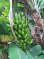 Banana nanica, produção consistente 200 a 250 cx de 22 kg semanal