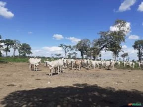 Fazenda produtiva e lucrativa no MT