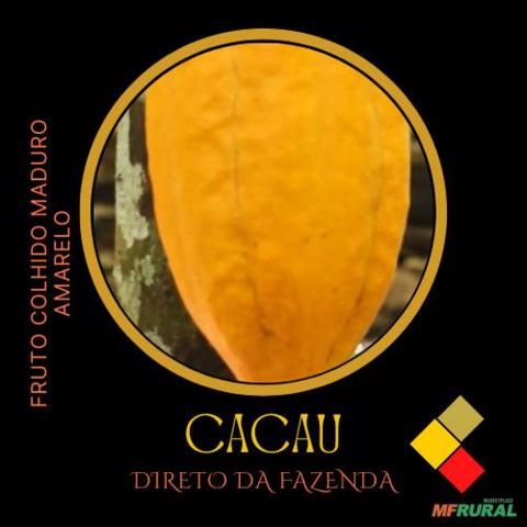 Imagem CACAU DIRETO DA FAZENDA Imagem CACAU DIRETO DA FAZENDA