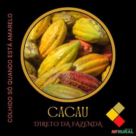 CACAU DIRETO DA FAZENDA