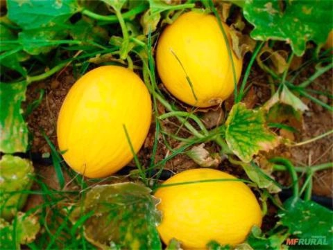 Produtor Rural de Melancia 🍉 Imagem Produtor Rural de Melancia 🍉