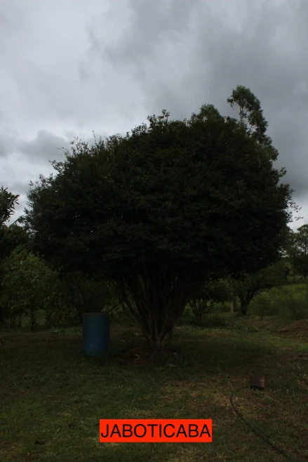 Sítio de 6 hectares - Serra da Canastra para Agricultura ou Pecuária