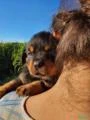 Filhotes de Rottweiler Funcional Puros (Macho) - vacinados e vermifugados
