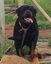 Filhotes de Rottweiler Funcional Puros (Macho) - vacinados e vermifugados