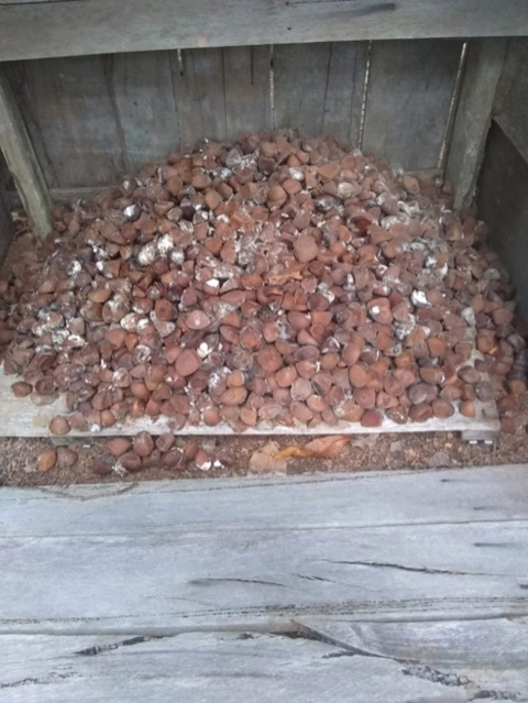 Andiroba Imagem Andiroba