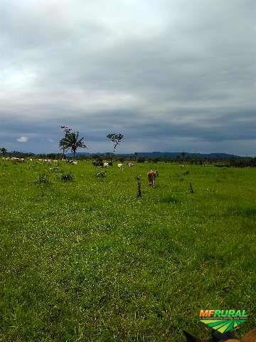 Fazenda em São Felix do Xingu