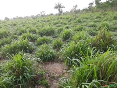 Fazenda em São Felix do Xingu