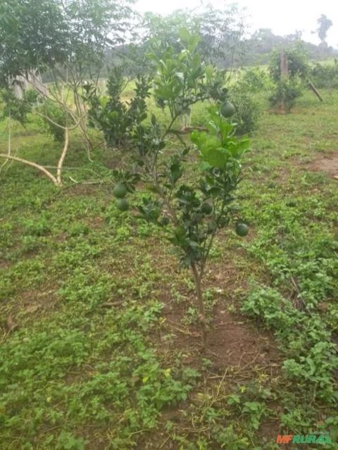 Fazenda em São Felix do Xingu