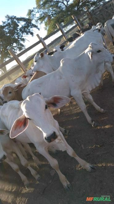 Bezerros nelore Imagem Bezerros nelore