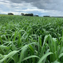 Sementes Incrustada de Capim Panicum Miyagui