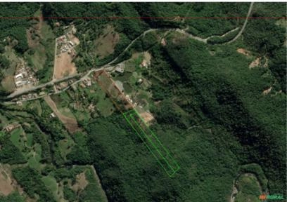 Eucalipto em Águas mornas- Santa catarina Imagem Eucalipto em Águas mornas- Santa catarina