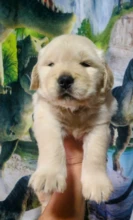 Golden Retriever com pedigree