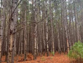 Floresta de Pinus em Rio Grande/RS