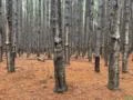 Floresta de Pinus em Rio Grande/RS