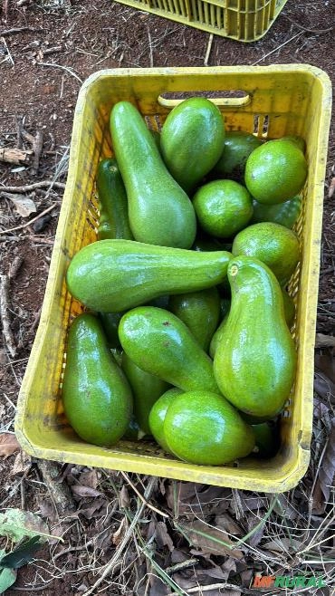 Abacate Imagem Abacate