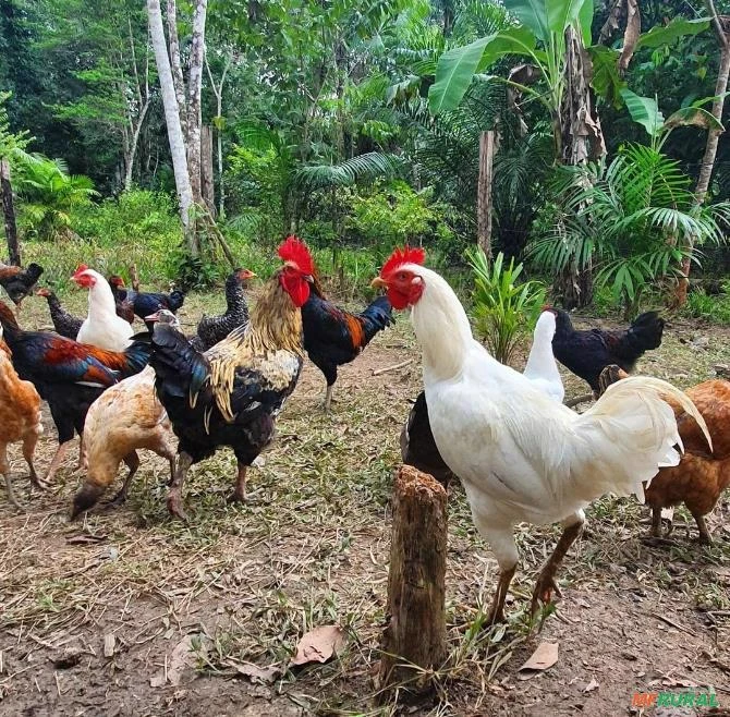 Venda de Frango caipira