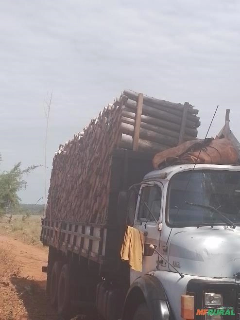 Compro floresta de eucalipto - MS, MG e GO Imagem Compro floresta de eucalipto - MS, MG e GO