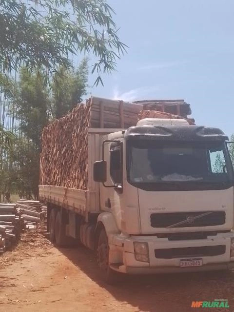 Imagem Compro floresta de eucalipto - MS, MG e GO Imagem Compro floresta de eucalipto - MS, MG e GO