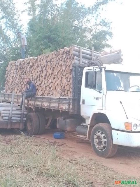 Imagem Compro floresta de eucalipto - MS, MG e GO Imagem Compro floresta de eucalipto - MS, MG e GO