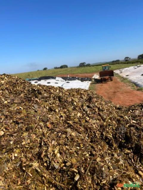 Silagem de Sorgo Forrageiro, Inoculado. Para Bovinos de Corte e Leiteria, Ovinos, Suinos e Equinos.