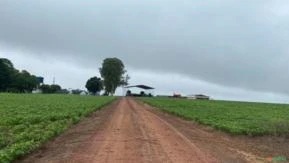 FAZENDA BOA VISTA-RR