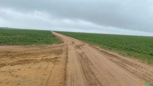 FAZENDA BOA VISTA-RR