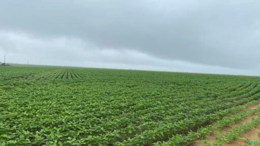 FAZENDA BOA VISTA-RR