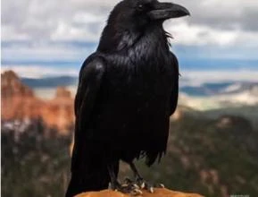 Compro corvo