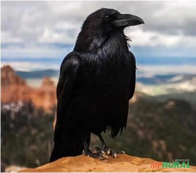 Compro corvo Imagem Compro corvo