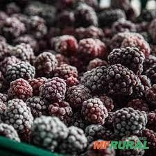 AMORA FRUTA CONGELADO PCT 1,02KG Imagem AMORA FRUTA CONGELADO PCT 1,02KG