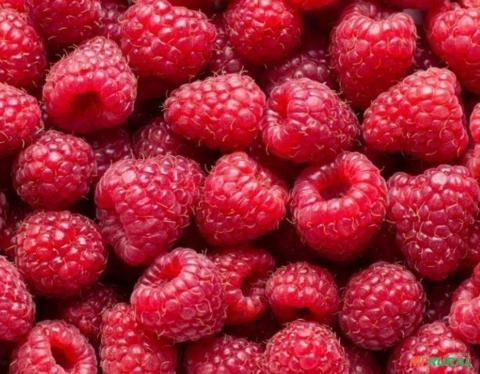 FRAMBOESA FRUTA CONGELADO PCT 1,02KG Imagem FRAMBOESA FRUTA CONGELADO PCT 1,02KG