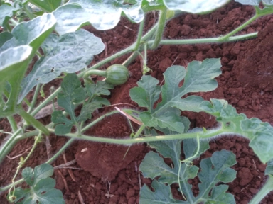 Melancia TOP GUN 10-12kg Imagem Melancia TOP GUN 10-12kg