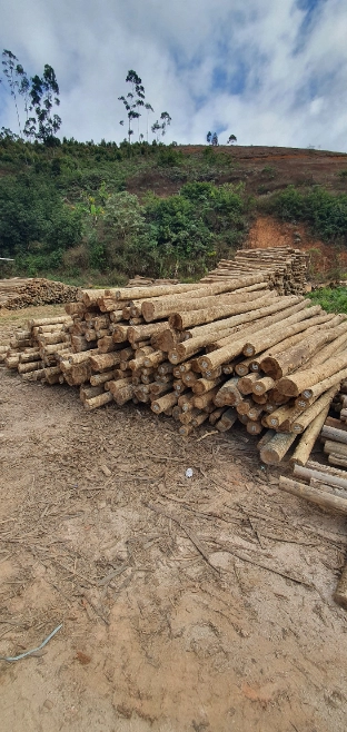 Imagem Eucalipto tratado - poste de cerca, engradamento pra telhado, postes de vários tamanhos Imagem Eucalipto tratado - poste de cerca, engradamento pra telhado, postes de vários tamanhos