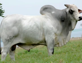 Sêmen bovino de corte e leite