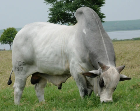 Sêmen bovino de corte e leite